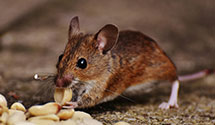 gopher-and-mole-control Experts in Cottage Lake